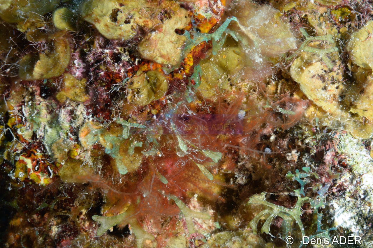Wrangelia penicillata algue buisson rose-Bonaire South Bay-22m-20180218-Denis-ADER-DSC_6481_tn.jpg